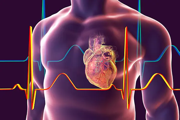 Vilon Peptide in Organ Research: Cardiac, Renal, and Gastrointestinal Impacts 1 Vilon peptide in cardiac, renal, and gastrointestinal research models from Peptide Works
